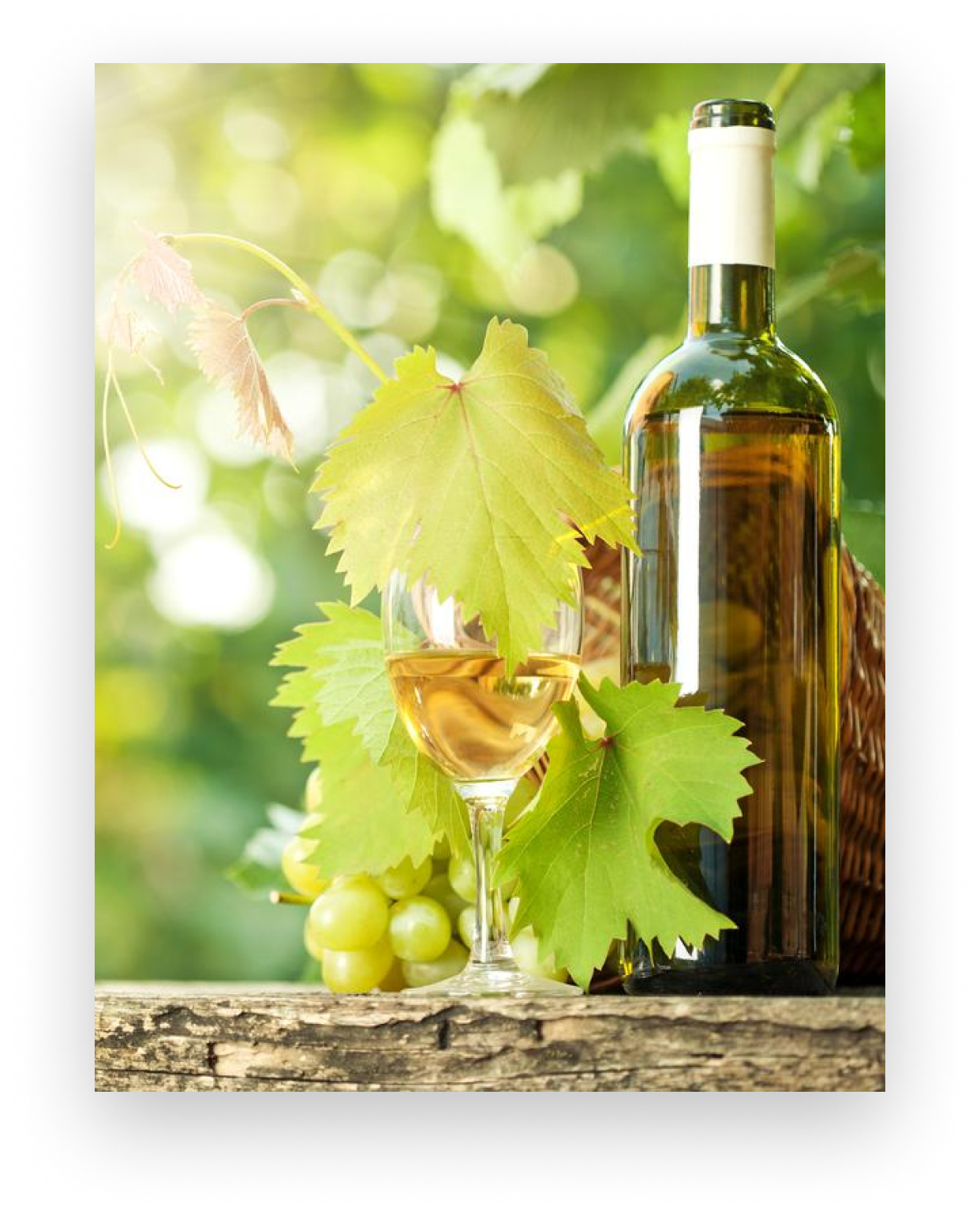 gastro-iskustvo-kusanje-vina-wine-tasting-vina-slavonije-i-hrvatskog-podunavlja